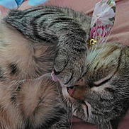 Syani is registered to the contest to win money with this photo: cat, tabby, sleeping, paw, ear, floral, blanket, cute, pet, indoor, resting, feline, animal, striped, closeup, adorable, soft, relaxed, domestic, tongue