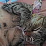 cat, tabby, sleeping, paw, ear, floral, blanket, cute, pet, indoor, resting, feline, animal, striped, closeup, adorable, soft, relaxed, domestic, tongue
