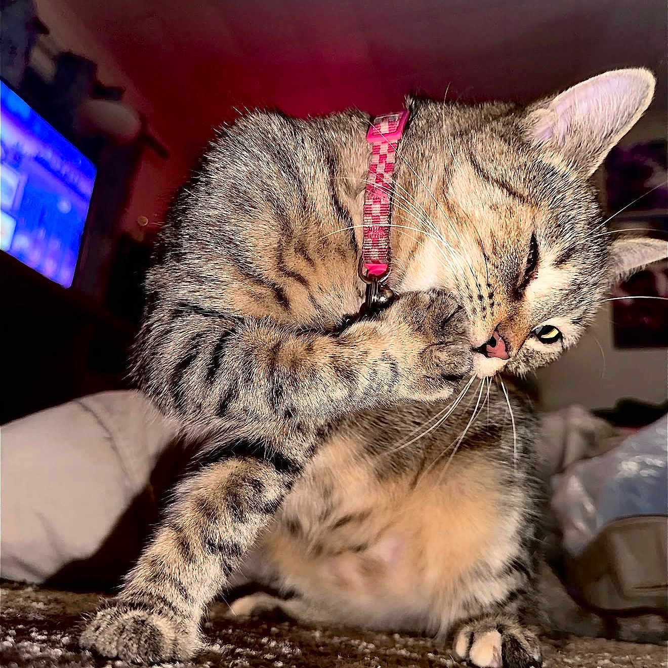 Syani is registered to the contest to win money with this photo: cat, tabby, pet, indoor, grooming, paw, pink_collar, fur, whiskers, striped, carpet, closeup, animal, cute, single_animal, mammal, home, domestic, feline, licking