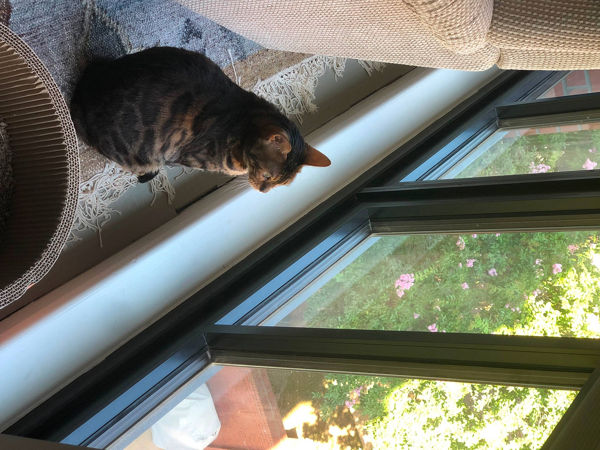 Birdie is registered to the contest to win money with this photo: carnivore, cat, ceiling, comfort, domestic_short_haired_cat, felidae, interior_design, light, lighting, line, plant, room, shade, small_to_medium_sized_cats, snapshot, tail, tints_and_shades, whiskers, window, wood