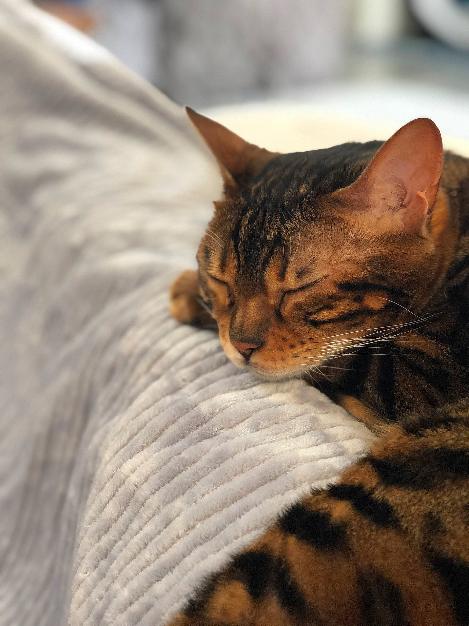 Birdie joined the competition — help win amazing prizes! brown, carnivore, cat, claw, close_up, comfort, domestic_short_haired_cat, fawn, felidae, fur, linens, nap, sand, sleep, small_to_medium_sized_cats, snout, terrestrial_animal, whiskers, wildlife, wood