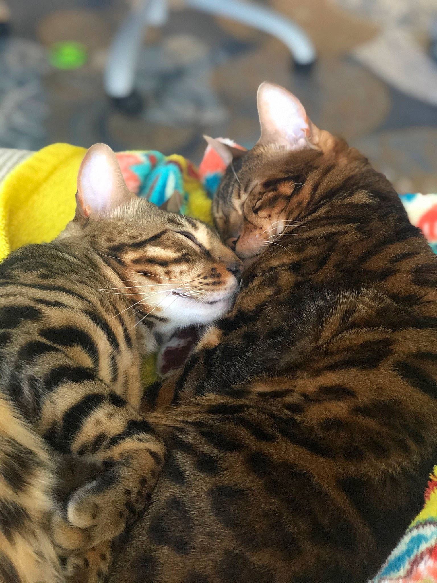 Birdie joined the competition — help win amazing prizes! carnivore, cat, comfort, domestic_short_haired_cat, event, felidae, fur, mammal, natural_material, organism, small_to_medium_sized_cats, snout, terrestrial_animal, vertebrate, whiskers, wildlife