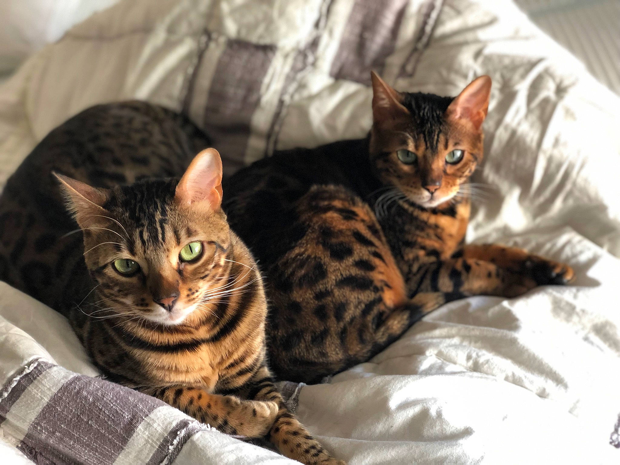 Aberama Gold joined the competition — help win amazing prizes! carnivore, cat, comfort, domestic_short_haired_cat, felidae, fur, paw, small_to_medium_sized_cats, snout, terrestrial_animal, whiskers