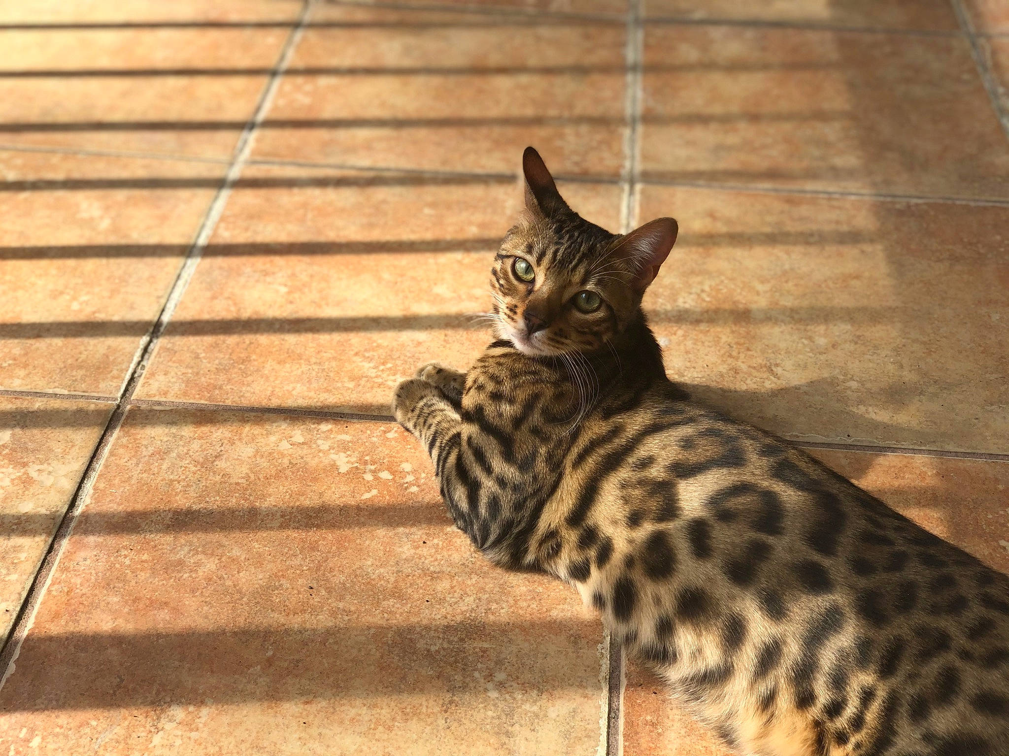 Aberama Gold joined the competition — help win amazing prizes! carnivore, cat, domestic_short_haired_cat, fawn, felidae, floor, flooring, foot, fur, hardwood, metal, pattern, paw, small_to_medium_sized_cats, snout, tail, terrestrial_animal, whiskers, wildlife, wood