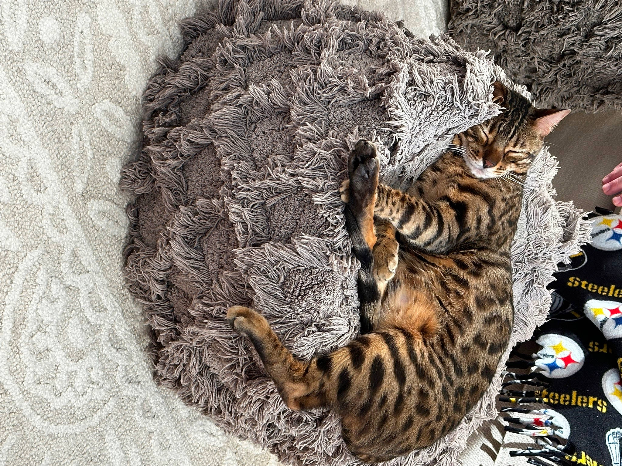 Aberama Gold joined the competition — help win amazing prizes! big_cats, carnivore, cat, cat_bed, cat_supply, claw, domestic_short_haired_cat, felidae, fur, pattern, paw, small_to_medium_sized_cats, snout, tail, terrestrial_animal, tree, whiskers, wildlife