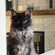 Duff joined the competition — help win amazing prizes! animal, black_cat, cat, cozy, curious, cute, decor, feline, fireplace, fluffy, fur, gray_fur, house, indoor, marble, pet, portrait, tongue_out, window_frame, wood_shelf