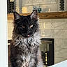 animal, black_cat, cat, cozy, curious, cute, decor, feline, fireplace, fluffy, fur, gray_fur, house, indoor, marble, pet, portrait, tongue_out, window_frame, wood_shelf