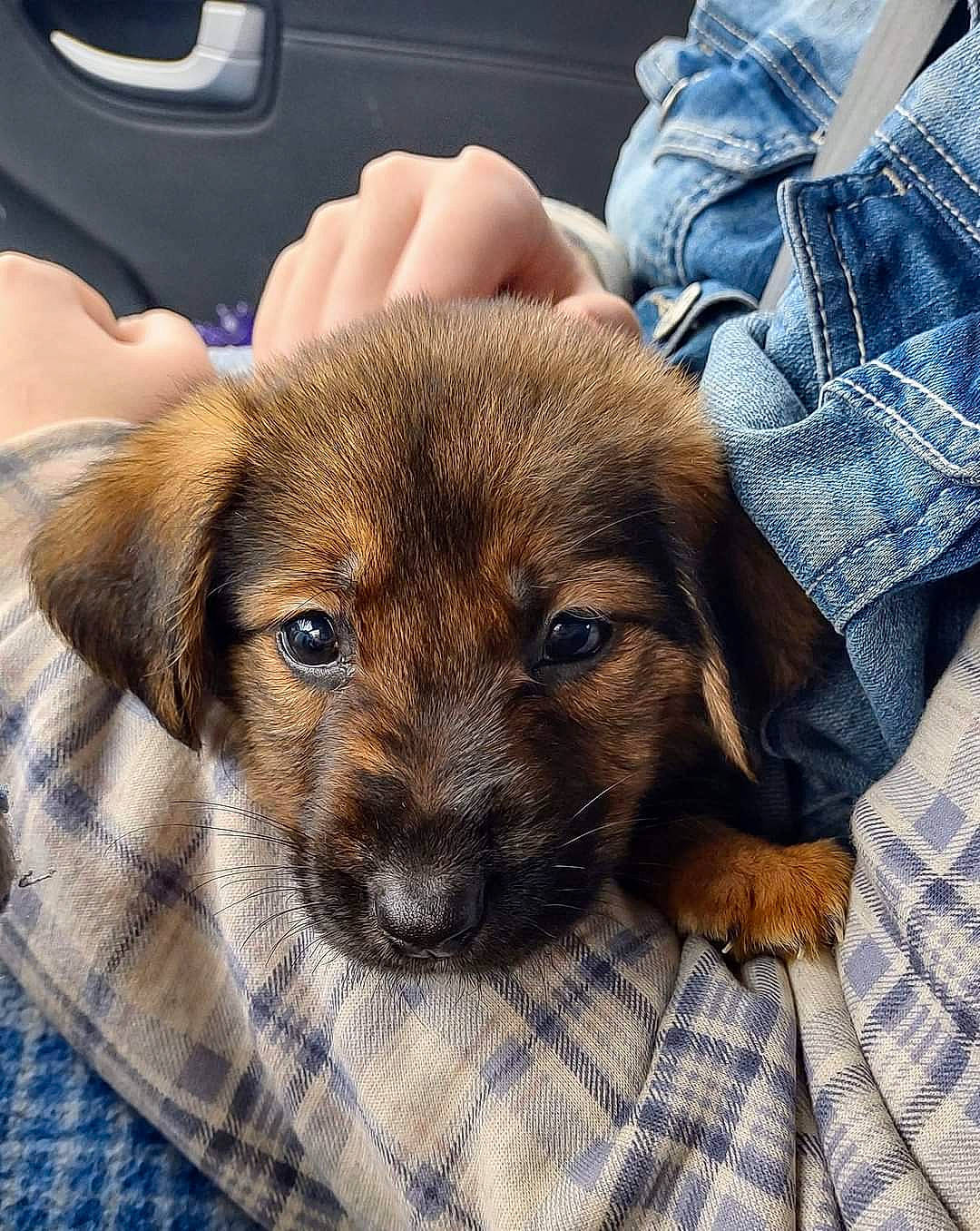 Shiloh joined the competition — help win amazing prizes! canidae, carnivore, comfort, companion_dog, dog, dog_breed, fawn, firefighter, fur, liver, pattern, plaid, puppy, puppy_love, sporting_group, tartan, terrestrial_animal, whiskers, working_animal