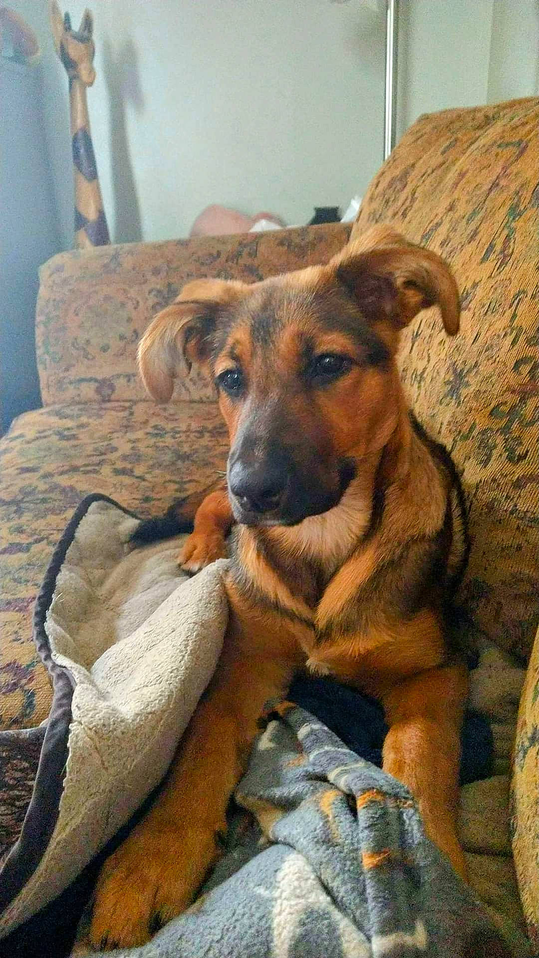 Shiloh is registered to the contest to win money with this photo: canidae, carnivore, comfort, companion_dog, dog, dog_breed, ear, eye, fawn, fur, guard_dog, liver, puppy, snout, sporting_group, street_dog, whiskers, wood, working_animal, working_dog