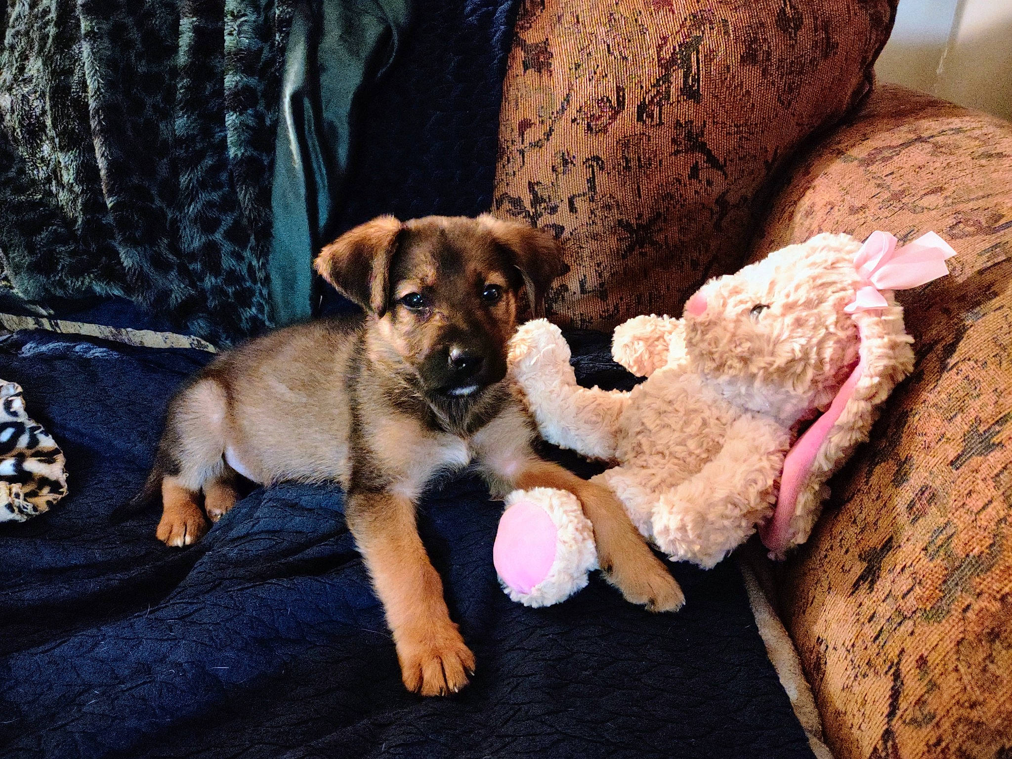 Shiloh is registered to the contest to win money with this photo: ball, canidae, carnivore, comfort, companion_dog, couch, dog, dog_breed, dog_supply, fawn, flooring, fur, paw, rock, sporting_group, toy, wood, working_animal