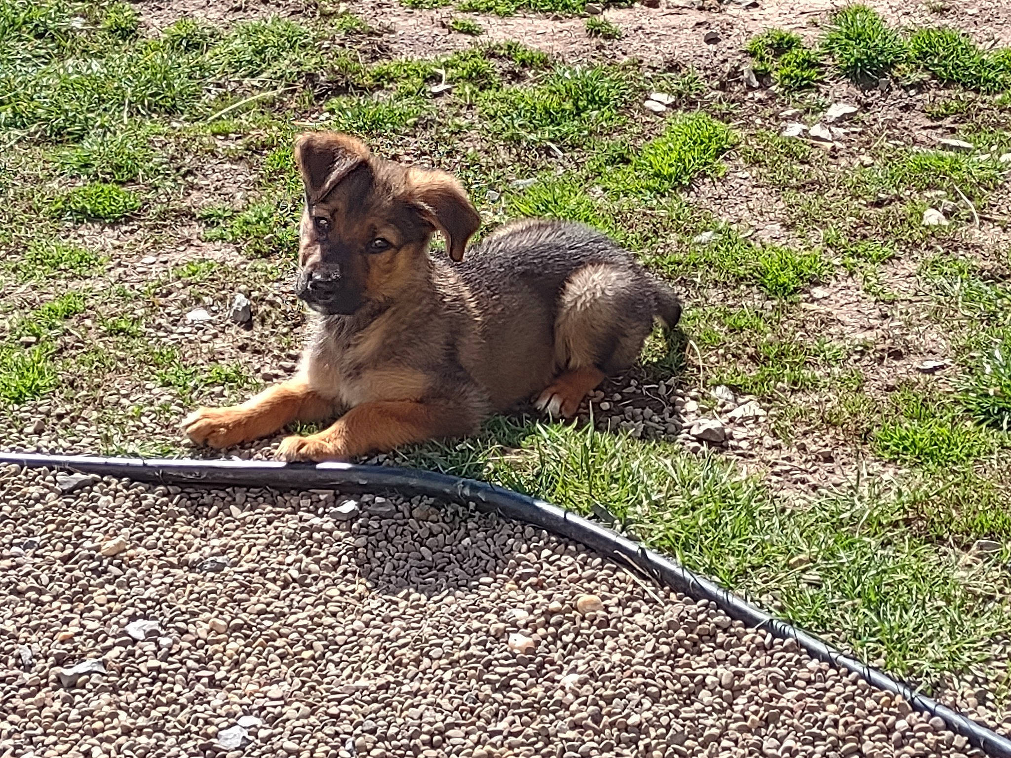 Shiloh joined the competition — help win amazing prizes! big_cats, carnivore, companion_dog, dog, dog_breed, domestic_short_haired_cat, fawn, felidae, fox, grass, groundcover, plant, road_surface, small_to_medium_sized_cats, snout, soil, street_dog, tail, terrestrial_animal, whiskers