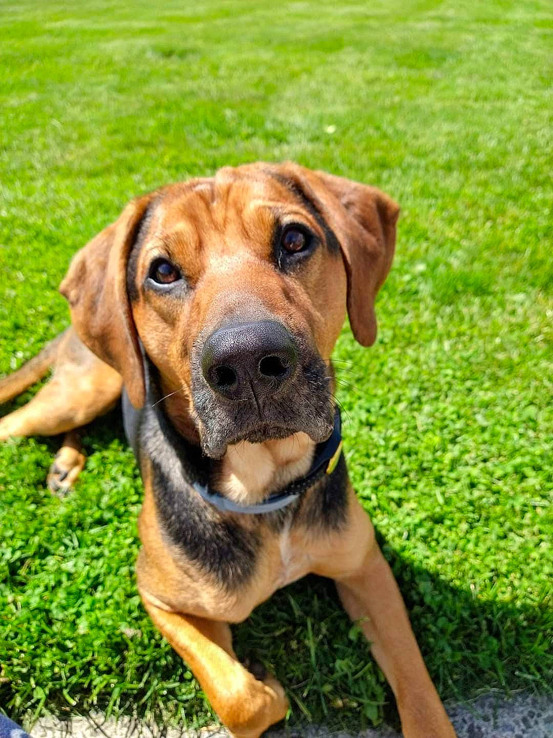 Copper joined the competition — help win amazing prizes! canidae, carnivore, collar, companion_dog, dog, dog_breed, dog_collar, fawn, grass, groundcover, hound, hunting_dog, liver, plant, snout, sporting_group, whiskers, working_animal, working_dog