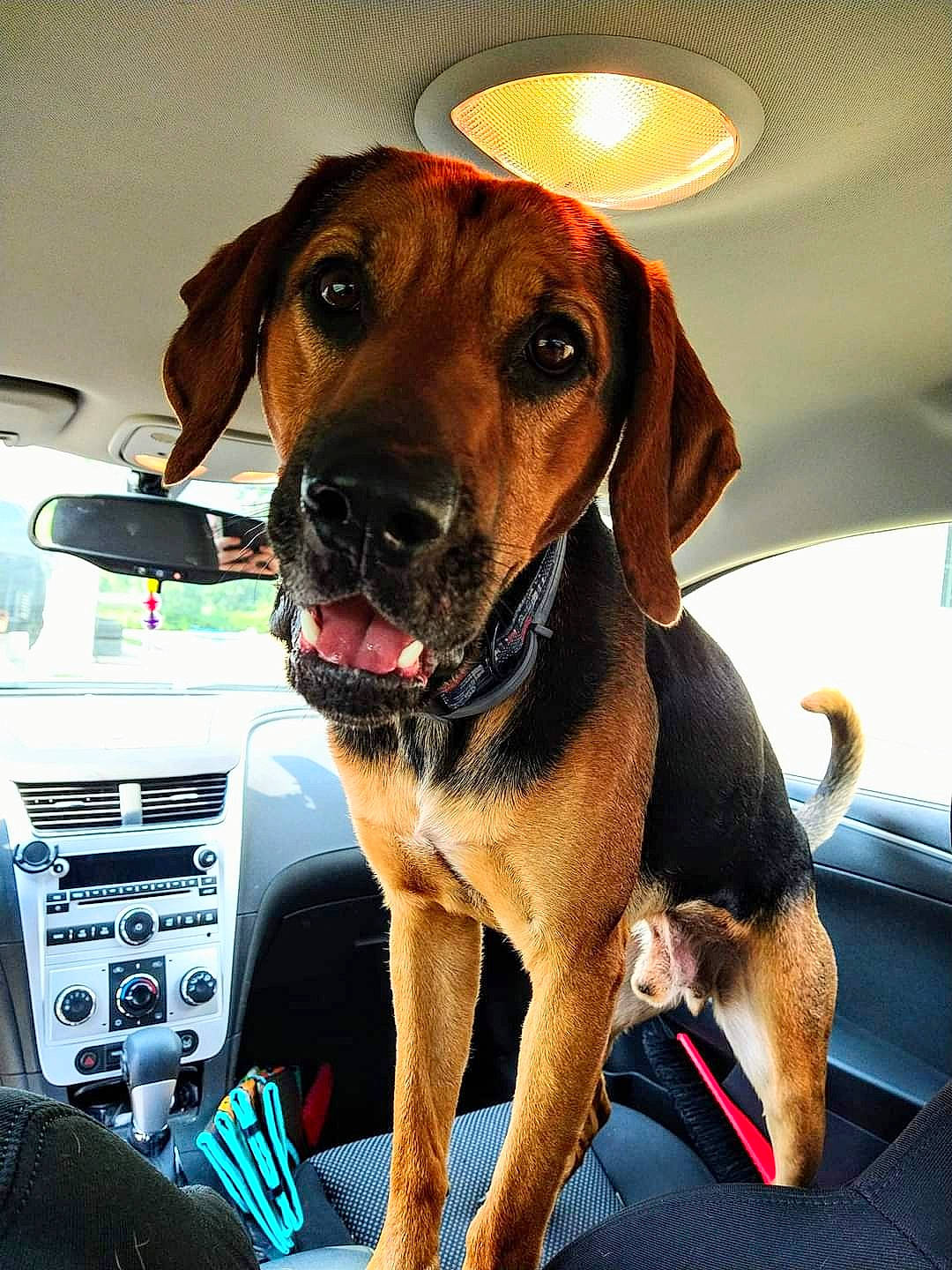 Copper joined the competition — help win amazing prizes! automotive_mirror, car, car_seat, carnivore, collar, companion_dog, dog, dog_breed, dog_collar, fawn, liver, motor_vehicle, pet_supply, radio, snout, steering_wheel, vehicle, vehicle_door, whiskers, working_animal