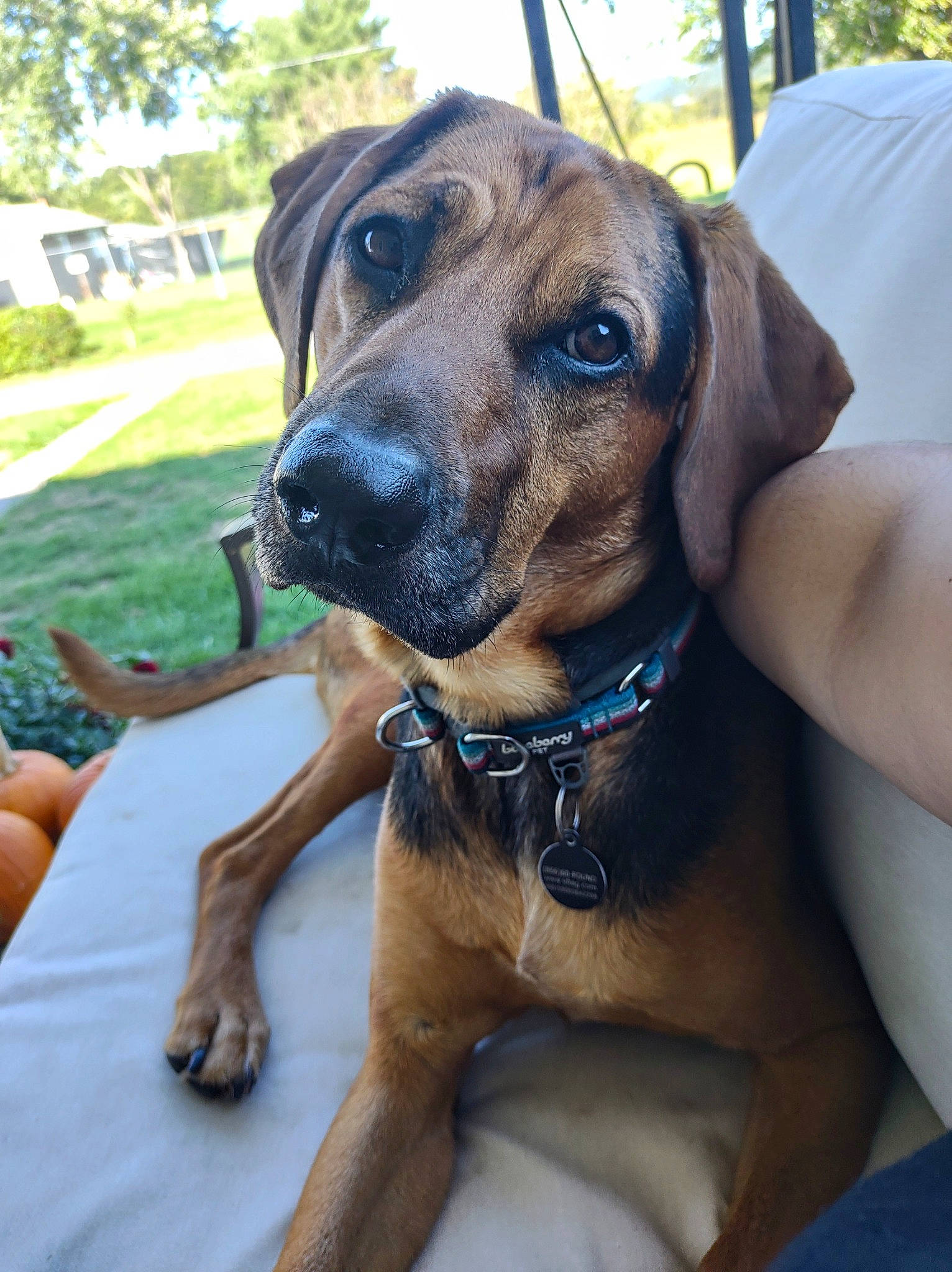 Copper joined the competition — help win amazing prizes! canidae, carnivore, collar, companion_dog, dog, dog_breed, dog_collar, dog_supply, fawn, great_dane, guard_dog, hound, liver, pet_supply, plant, snout, sporting_group, tree, working_animal, working_dog