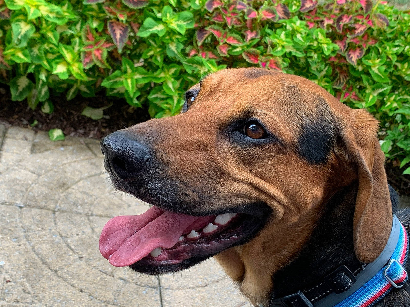 Copper is registered to the contest to win money with this photo: canidae, carnivore, collar, companion_dog, dog, dog_breed, dog_collar, dog_supply, fawn, fur, grass, guard_dog, hunting_dog, pet_supply, plant, snout, sporting_group, whiskers, working_animal, working_dog