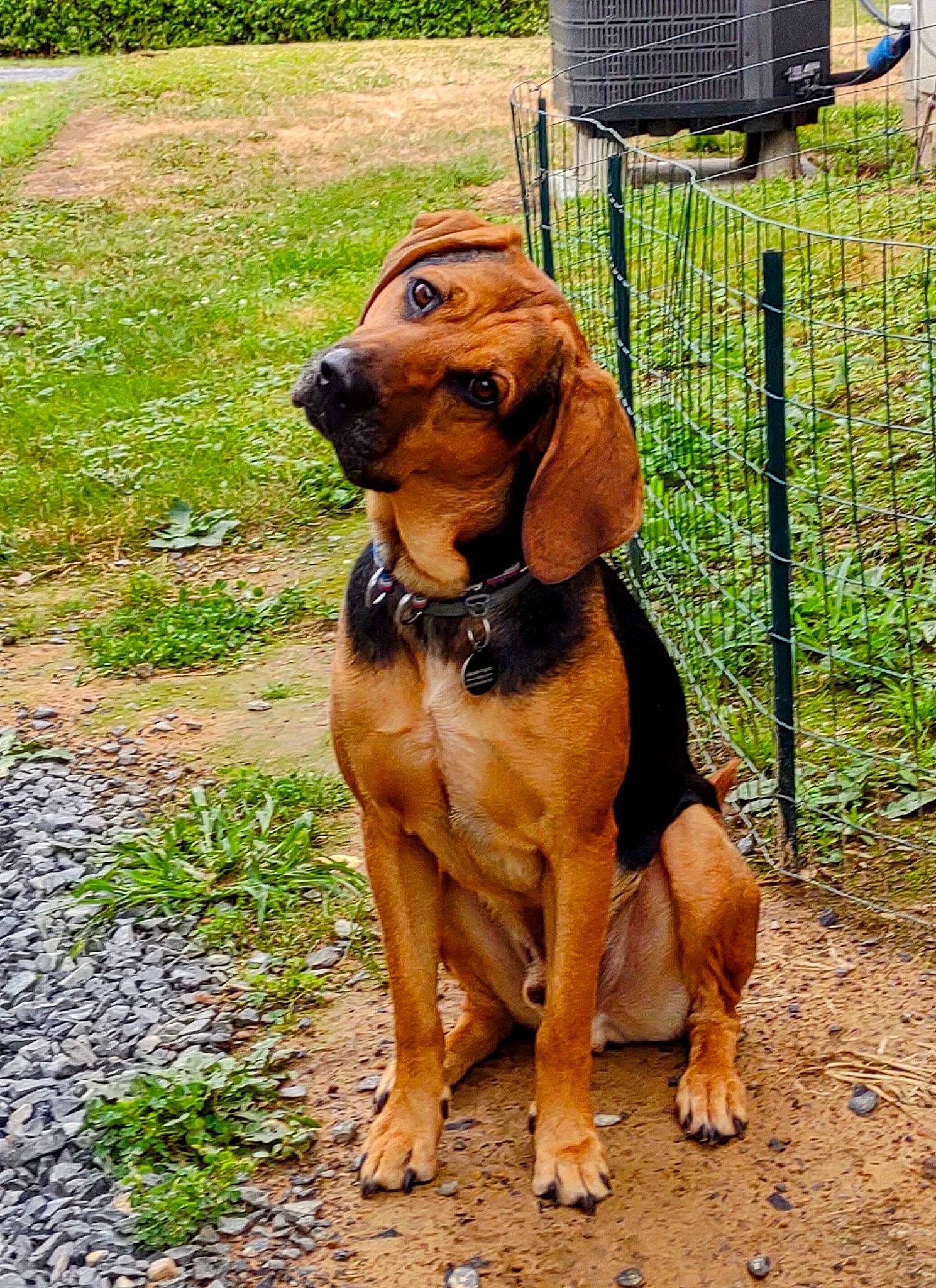 Copper joined the competition — help win amazing prizes! carnivore, collar, companion_dog, dog, dog_breed, dog_collar, dog_supply, fence, hound, hunting_dog, liver, mesh, pet_supply, plant, snout, sporting_group, tail, terrestrial_animal, working_animal, working_dog