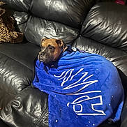 Tyson joined the competition — help win amazing prizes! animal, black, blanket, brown, canine, comfort, couch, cozy, dog, domestic, fur, furniture, home, indoor, leather, pet, portrait, relaxed, resting, wrapped