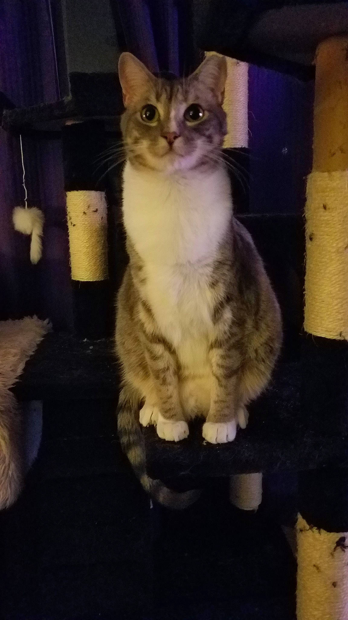 Roscoe joined the competition — help win amazing prizes! aegean_cat, american_wirehair, asian, carnivore, cat, domestic_short_haired_cat, european_shorthair, felidae, fur, german_rex, kitten, mammal, polydactyl_cat, small_to_medium_sized_cats, tabby_cat, whiskers