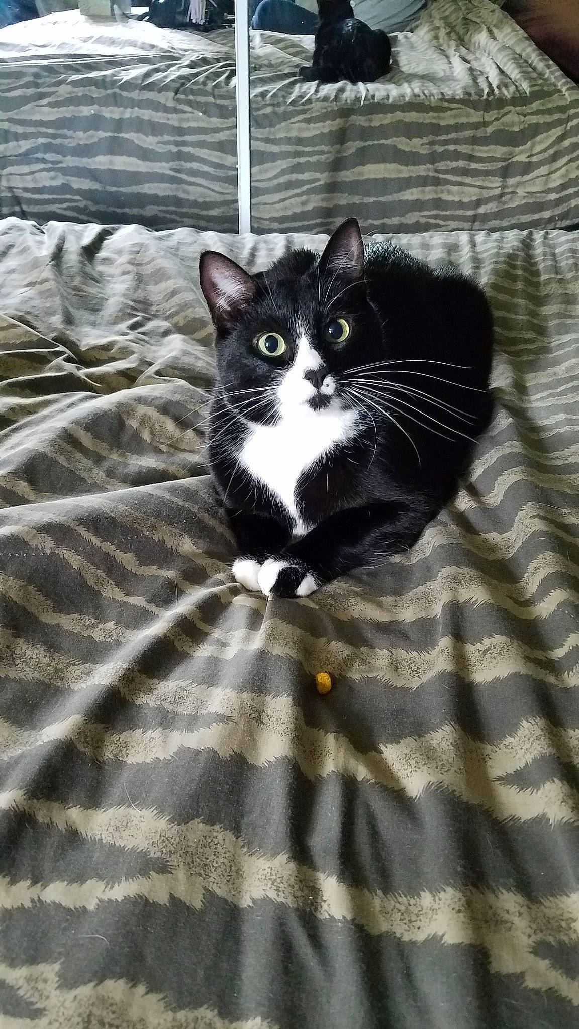 Christy joined the competition — help win amazing prizes! american_shorthair, american_wirehair, black_and_white, black_cat, carnivore, cat, domestic_short_haired_cat, european_shorthair, felidae, fur, kitten, small_to_medium_sized_cats, snout, whiskers