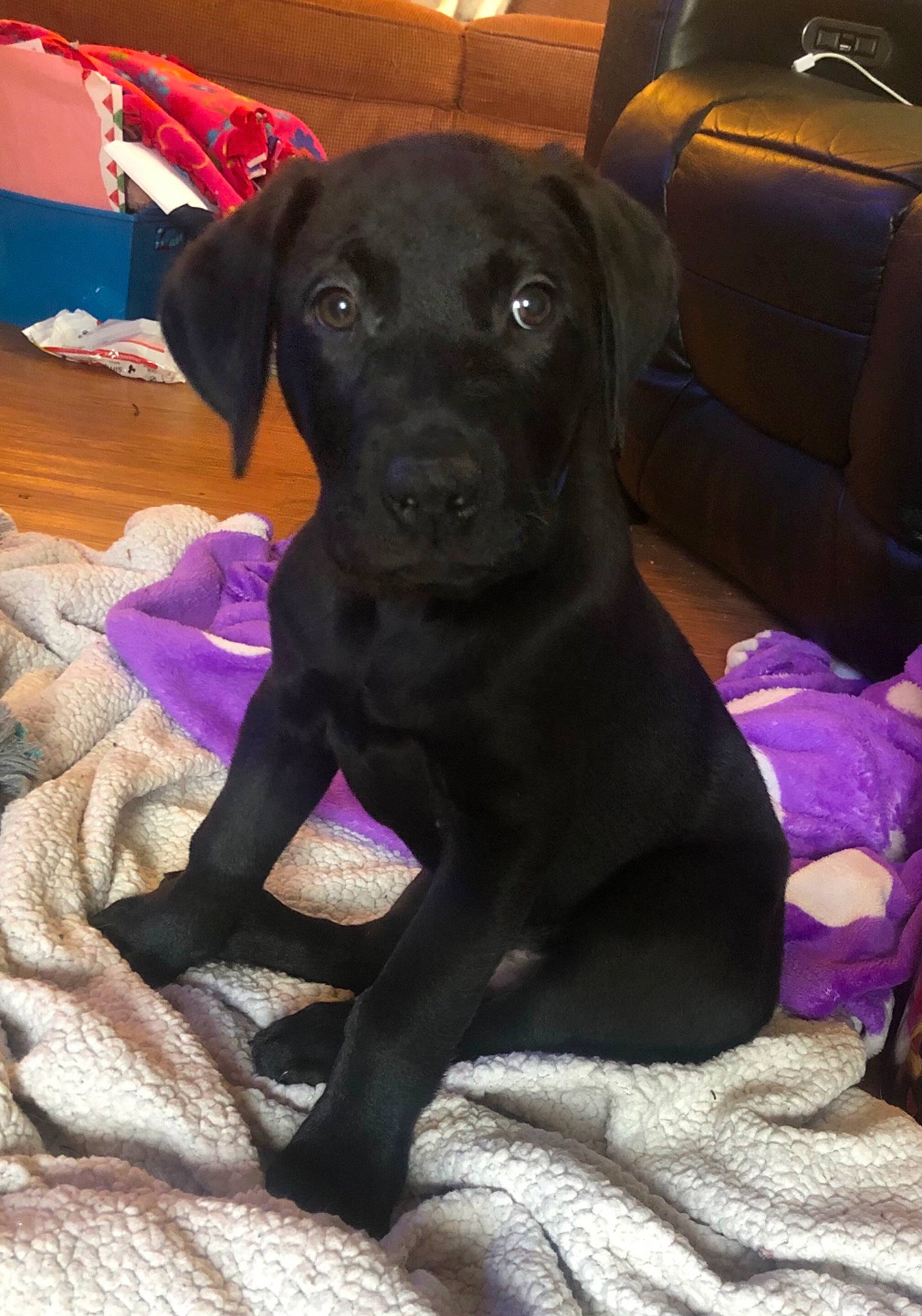 Remington joined the competition — help win amazing prizes! borador, canidae, carnivore, collar, comfort, companion_dog, dog, dog_breed, fawn, fur, lavender, pet_supply, purple, snout, sporting_group, violet, working_animal, working_dog