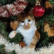 Petit Roux a rejoint le concours — aidez-le/la à gagner de superbes lots ! cat, christmas_tree, tinsel, ornament, holiday, festive, orange_cat, white_cat, pet, indoor, decorations, curious, cute, animal, feline, christmas, greenery, celebration, closeup, cute_pet