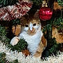 cat, christmas_tree, tinsel, ornament, holiday, festive, orange_cat, white_cat, pet, indoor, decorations, curious, cute, animal, feline, christmas, greenery, celebration, closeup, cute_pet