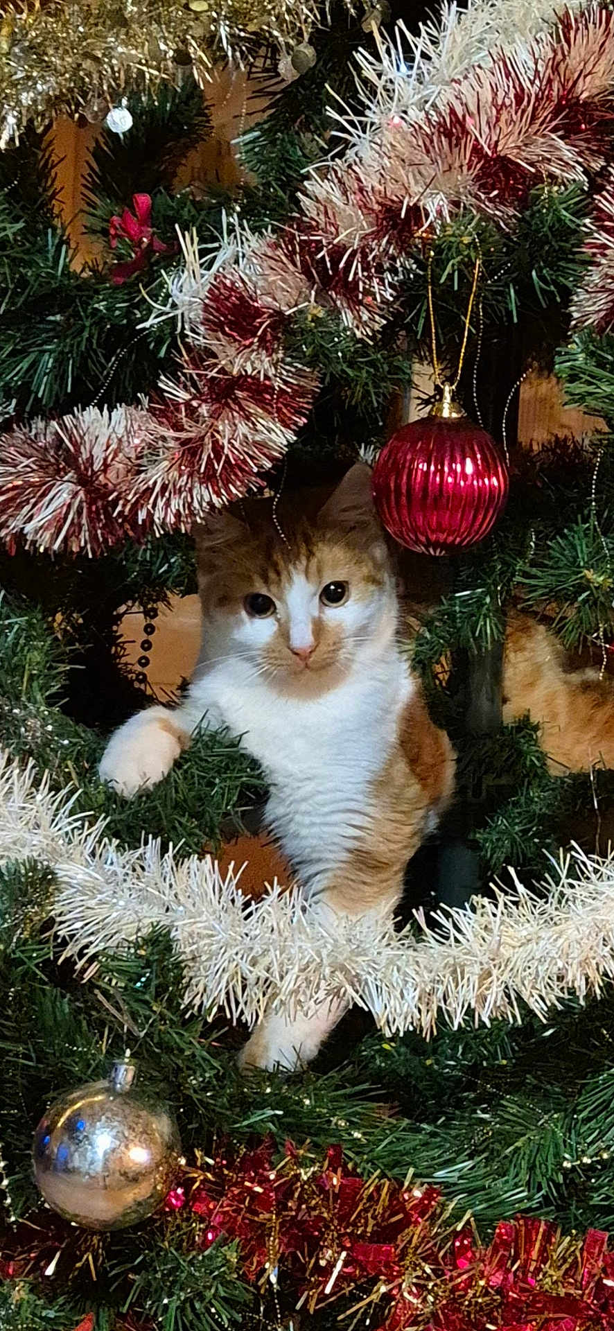 Petit Roux a rejoint le concours — aidez-le/la à gagner de superbes lots ! cat, christmas_tree, tinsel, ornament, holiday, festive, orange_cat, white_cat, pet, indoor, decorations, curious, cute, animal, feline, christmas, greenery, celebration, closeup, cute_pet