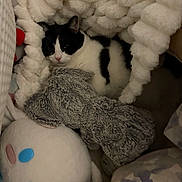 Cookie joined the competition — help win amazing prizes! cat, black_and_white, sleeping, plush_toy, blanket, soft, cozy, indoor, pet, cute, resting, furry, animal, comfort, snuggle, home, stuffed_animal, relaxed, warm, nest