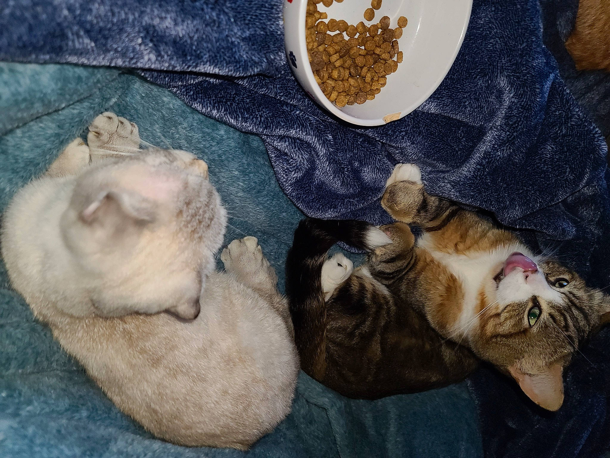 Leo is registered to the contest to win money with this photo: art, canidae, carnivore, cat, claw, comfort, dog_breed, domestic_short_haired_cat, fawn, felidae, fur, ingredient, linens, nap, paw, small_to_medium_sized_cats, snout, sporting_group, tail, whiskers