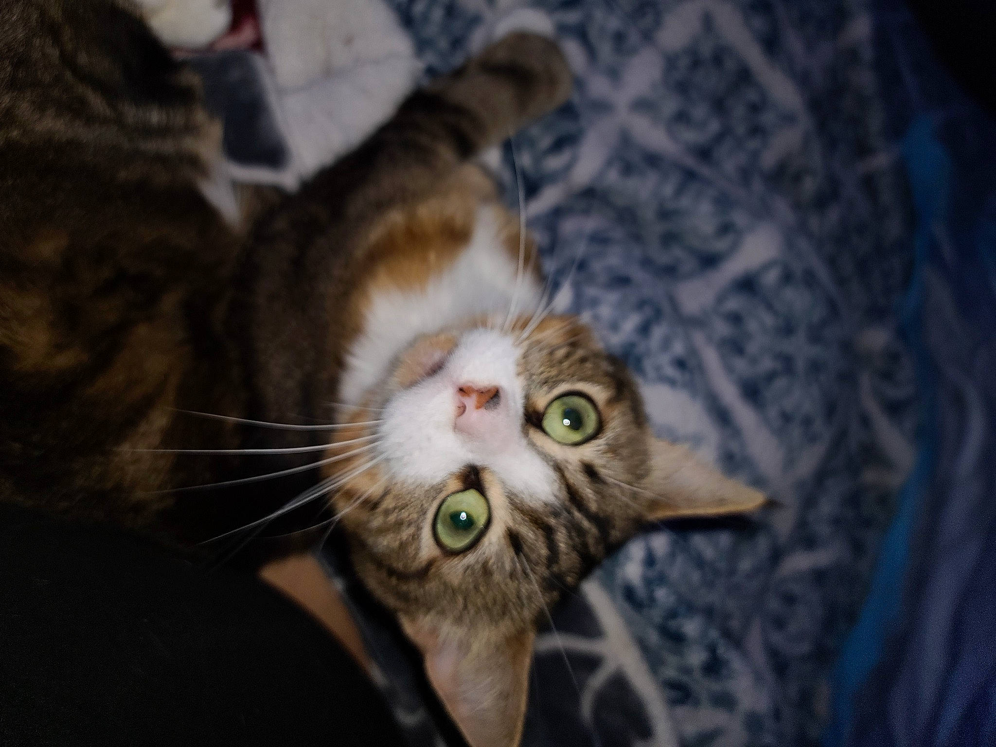 Leo joined the competition — help win amazing prizes! carnivore, cat, claw, darkness, domestic_short_haired_cat, ear, eye, fawn, felidae, fur, grass, paw, plant, small_to_medium_sized_cats, snout, tail, tree, whiskers, wildlife