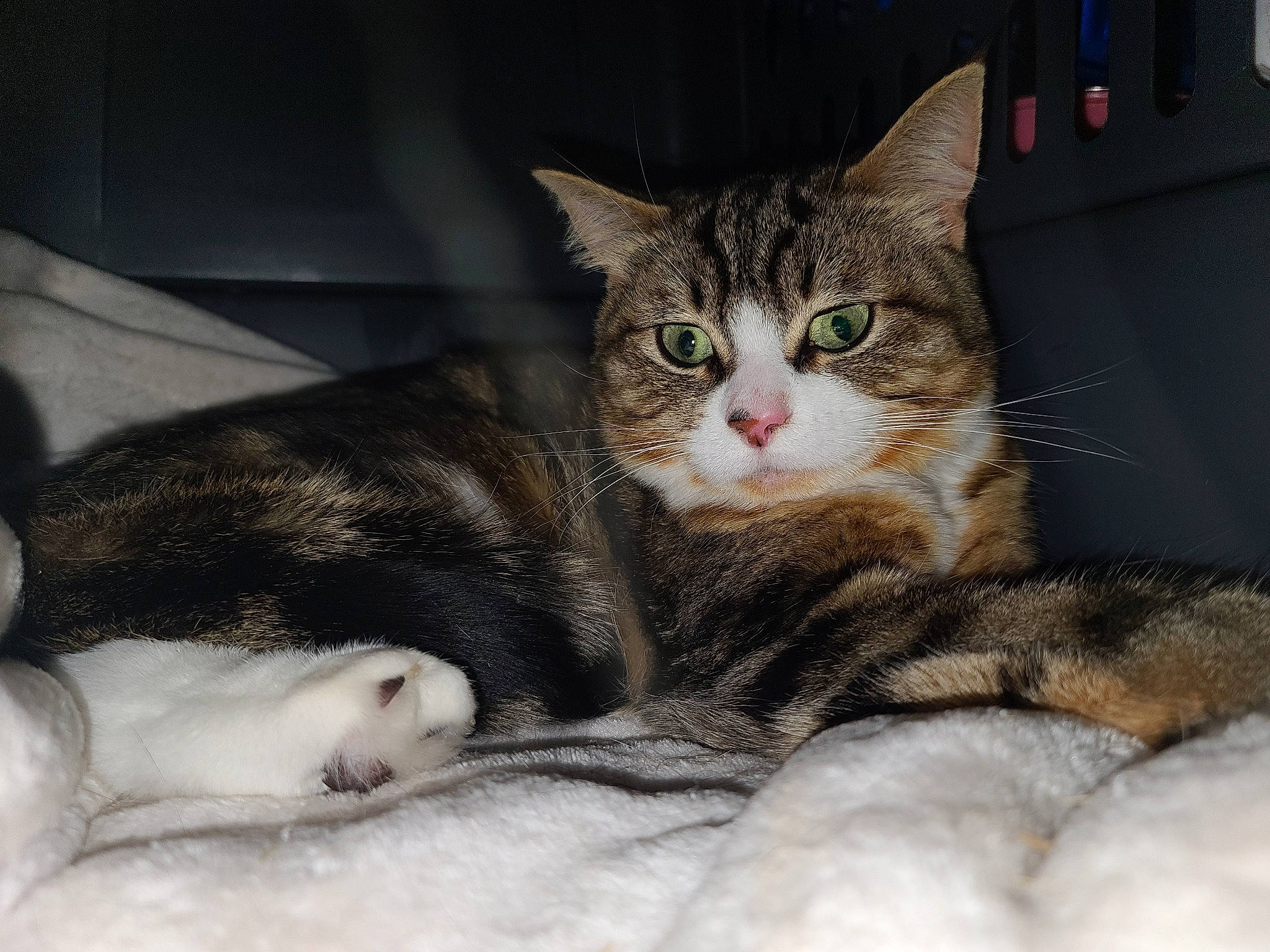 Leo joined the competition — help win amazing prizes! box, carnivore, cat, claw, comfort, domestic_short_haired_cat, eye, felidae, fur, nap, paw, sleep, small_to_medium_sized_cats, snout, tail, whiskers