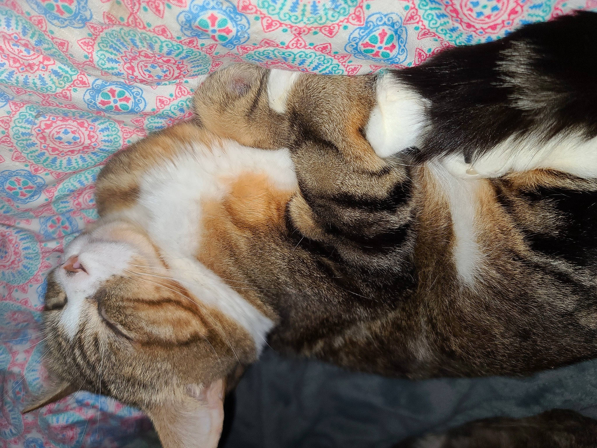 Leo joined the competition — help win amazing prizes! carnivore, cat, claw, comfort, domestic_short_haired_cat, fawn, felidae, fur, nap, paw, sleep, small_to_medium_sized_cats, snout, tail, terrestrial_animal, whiskers, wrinkle