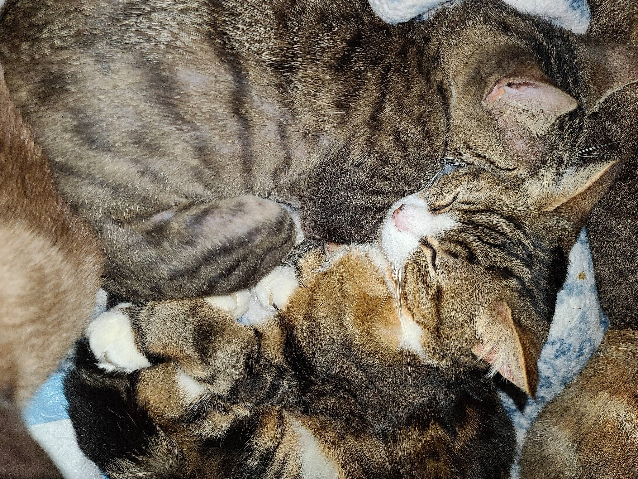 Leo joined the competition — help win amazing prizes! carnivore, cat, claw, comfort, domestic_short_haired_cat, fawn, felidae, fur, nap, paw, sleep, small_to_medium_sized_cats, snout, tail, terrestrial_animal, whiskers, wildlife