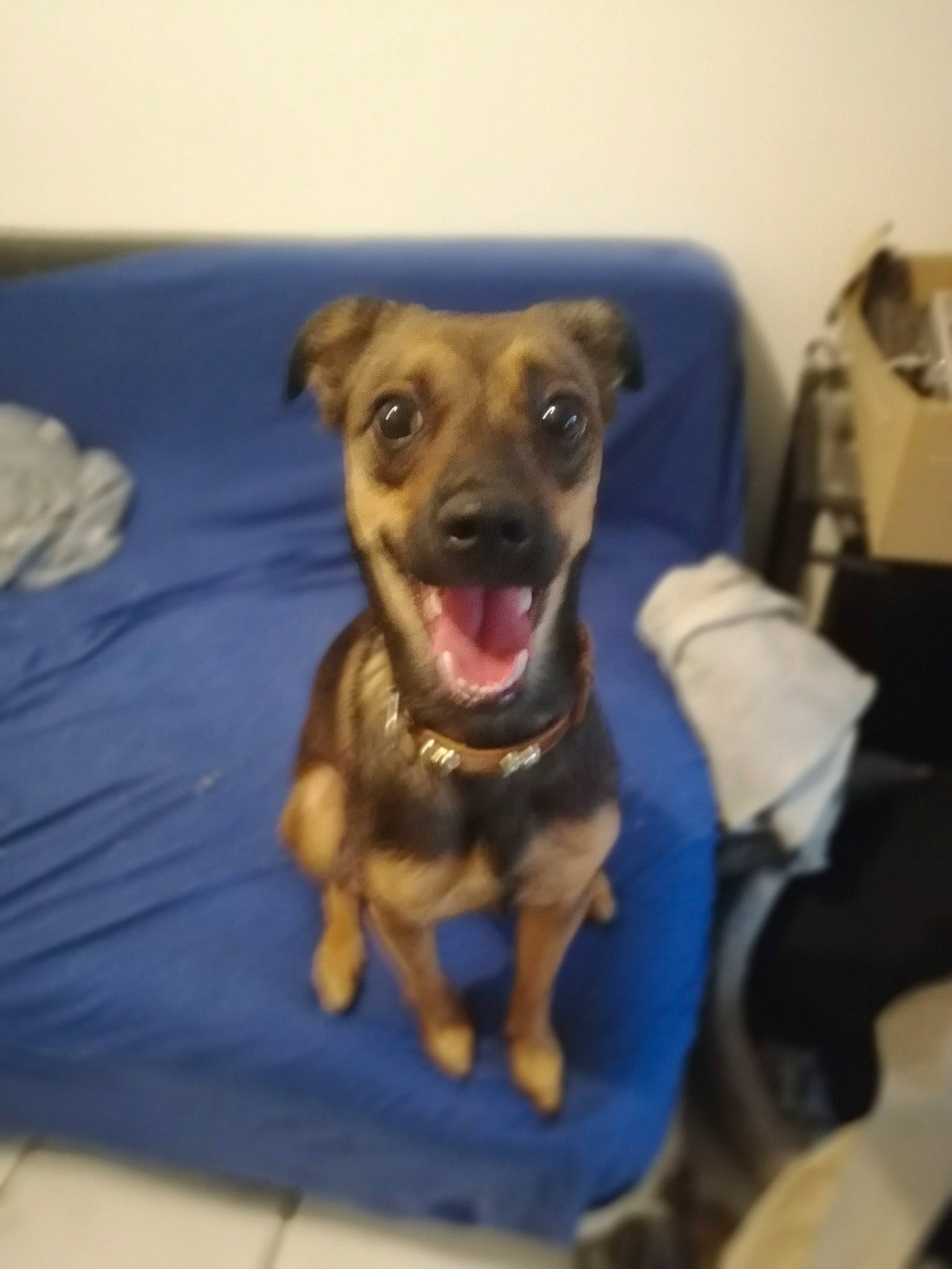 Maya participe au concours pour gagner de l'argent avec cette photo : canidae, carnivore, dog, dog_breed, ear, fawn, mammal, miniature_pinscher, patterdale_terrier, potcake_dog, puppy, snout, sporting_group