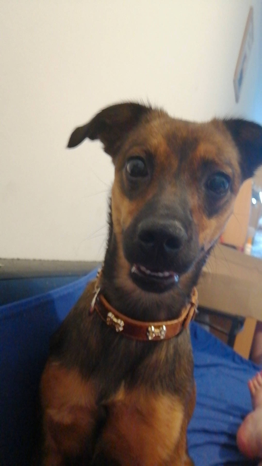 Maya a rejoint le concours — aidez-le/la à gagner de superbes lots ! black_and_tan_terrier, black_mouth_cur, canidae, carnivore, dog, dog_breed, dog_collar, ear, fawn, mammal, potcake_dog, puppy, rare_breed_dog, snout, vertebrate, whiskers