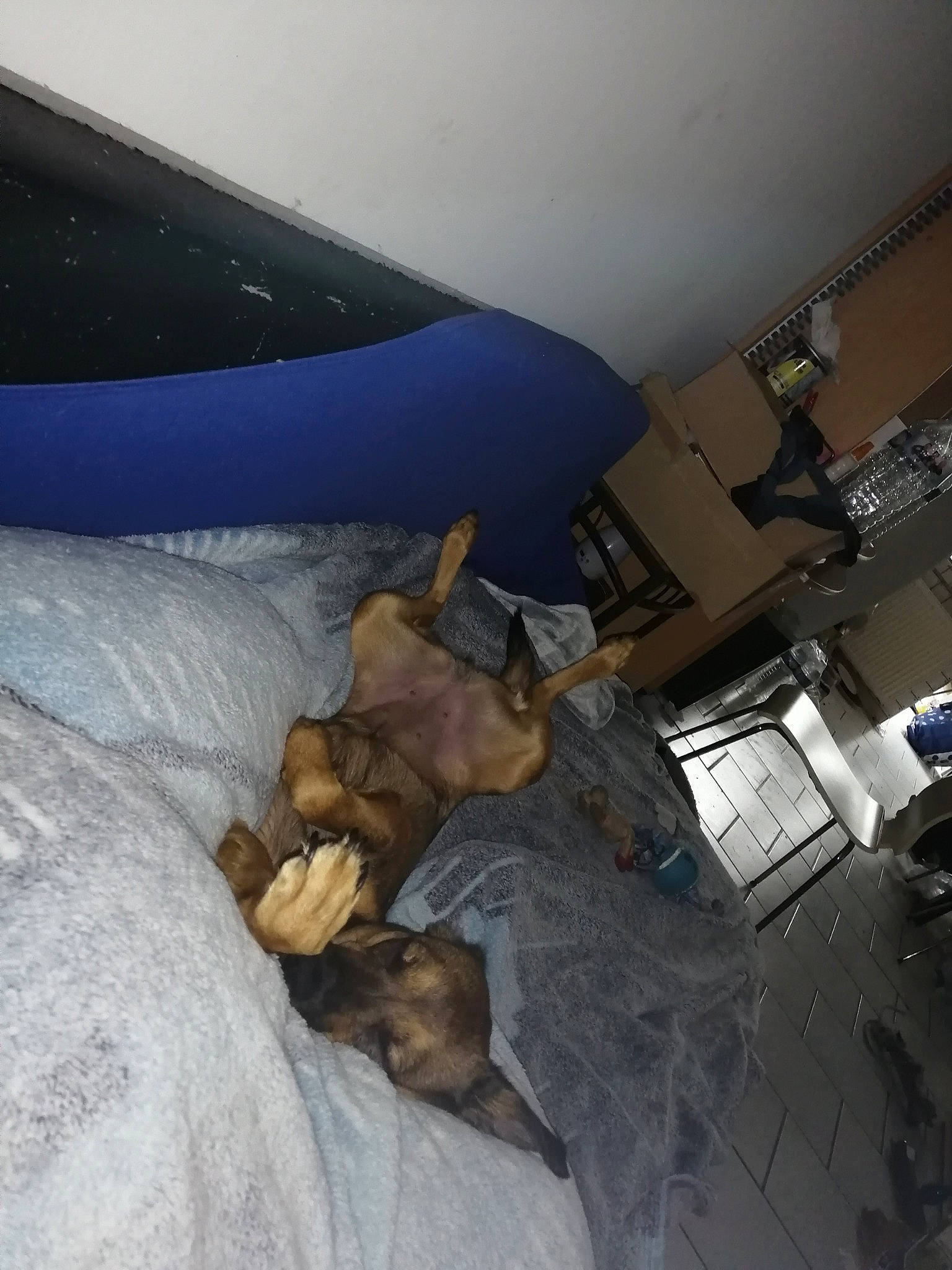 Maya participe au concours pour gagner de l'argent avec cette photo : canidae, fawn, guard_dog, room, sporting_group