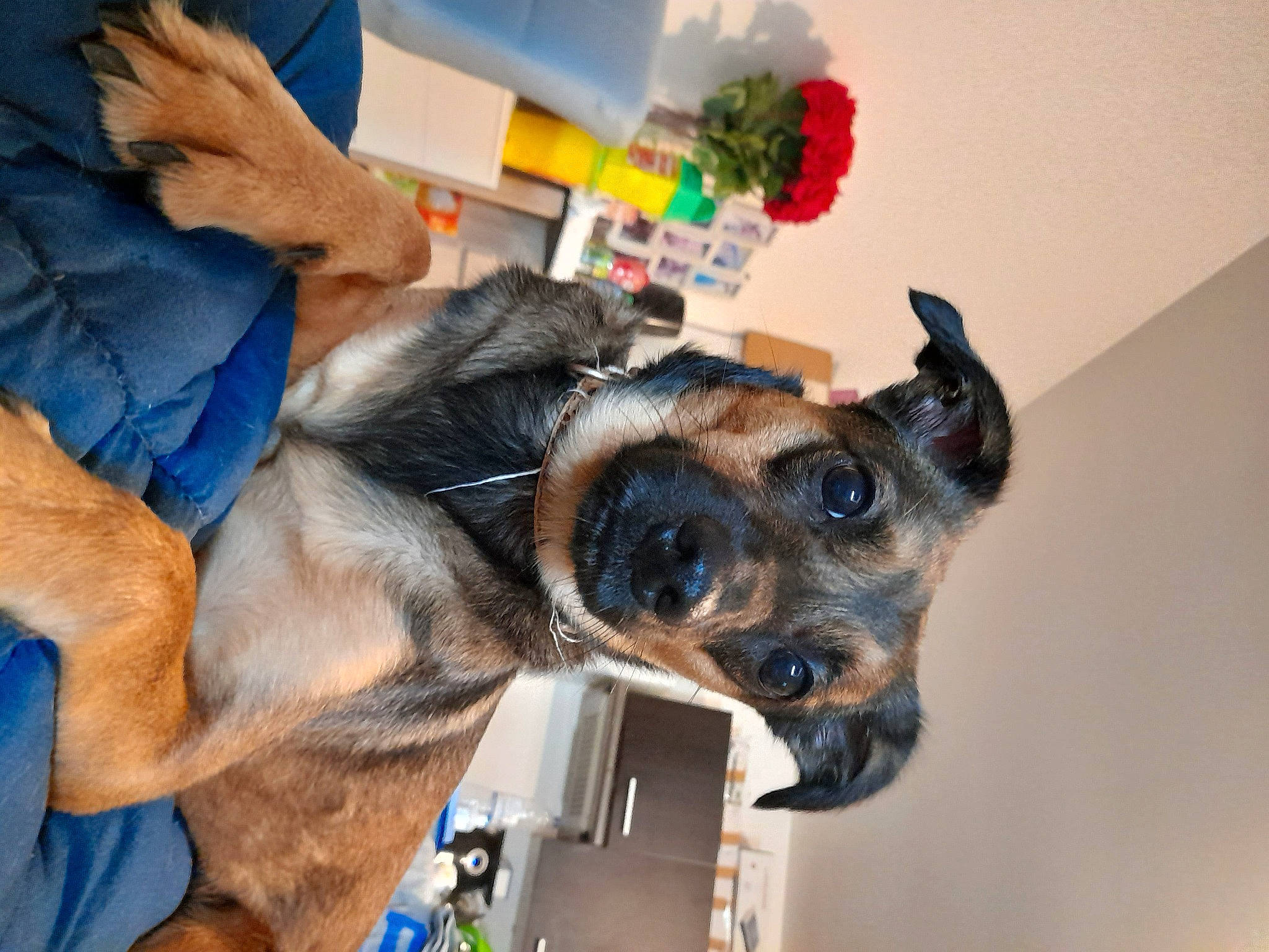 Maya a rejoint le concours — aidez-le/la à gagner de superbes lots ! canidae, carnivore, collar, companion_dog, dog, dog_breed, ear, eye, fawn, fun, fur, gesture, guard_dog, jaw, snout, sporting_group, whiskers, working_animal, working_dog, wrist