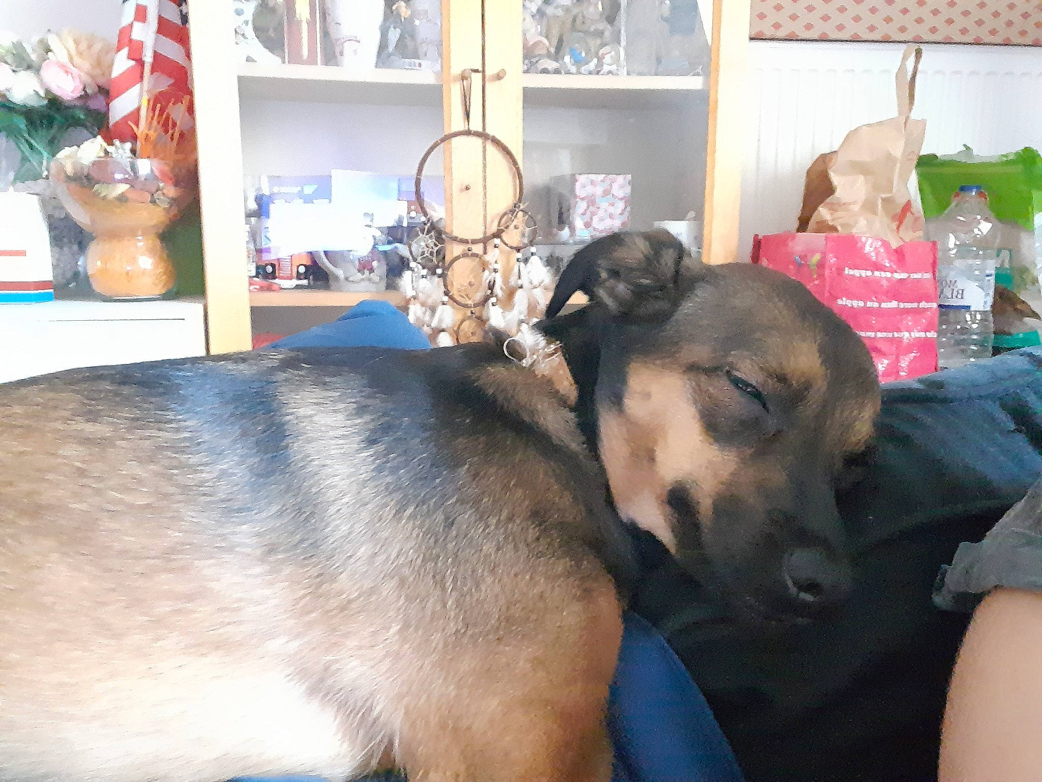 Maya a rejoint le concours — aidez-le/la à gagner de superbes lots ! bookcase, canidae, carnivore, comfort, companion_dog, dog, dog_breed, fawn, flooring, flowerpot, fur, guard_dog, pet_supply, picture_frame, room, shelf, shelving, snout, sporting_group, working_animal