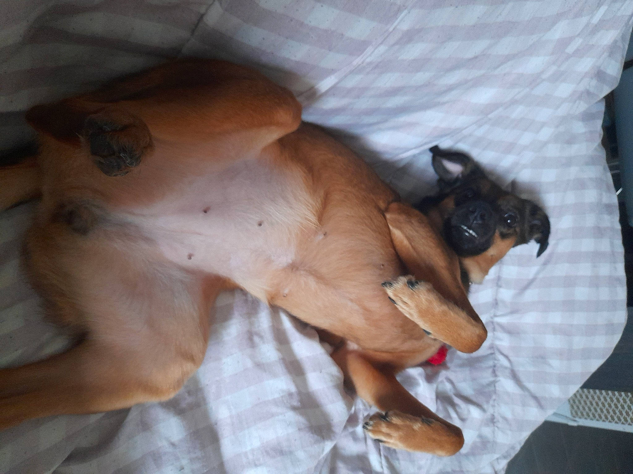 Maya a rejoint le concours — aidez-le/la à gagner de superbes lots ! canidae, carnivore, comfort, companion_dog, dog, dog_breed, ear, fawn, fur, guard_dog, human_leg, linens, liver, paw, snout, sporting_group, terrestrial_animal, toy_dog, whiskers, working_animal