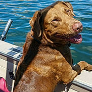 River is registered to the contest to win money with this photo: dog, labrador, boat, water, lake, sunlight, outdoor, pet, canine, smiling, brown_fur, collar, chain, animal, recreation, summer, vacation, leisure, nature, happy