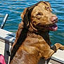 dog, labrador, boat, water, lake, sunlight, outdoor, pet, canine, smiling, brown_fur, collar, chain, animal, recreation, summer, vacation, leisure, nature, happy