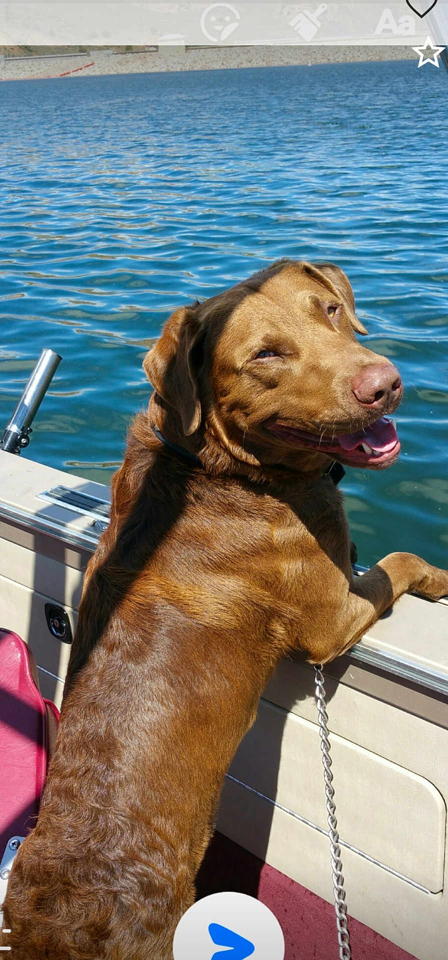 River is registered to the contest to win money with this photo: dog, labrador, boat, water, lake, sunlight, outdoor, pet, canine, smiling, brown_fur, collar, chain, animal, recreation, summer, vacation, leisure, nature, happy