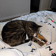 Autumn joined the competition — help win amazing prizes! animal, bedroom, blanket, cat, comfort, cozy, domestic, feline, fur, holiday, indoor, pattern, paw, pet, relaxation, resting, sleeping, tabby_cat, warm, whiskers