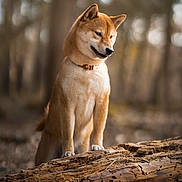Iyoko a rejoint le concours — aidez-le/la à gagner de superbes lots ! animal, background_blur, bokeh, brown, canine, collar, curious, dog, forest, fur, log, mammal, nature, outdoor, pet, shiba_inu, standing, tree, wildlife, wood