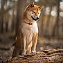 animal, background_blur, bokeh, brown, canine, collar, curious, dog, forest, fur, log, mammal, nature, outdoor, pet, shiba_inu, standing, tree, wildlife, wood
