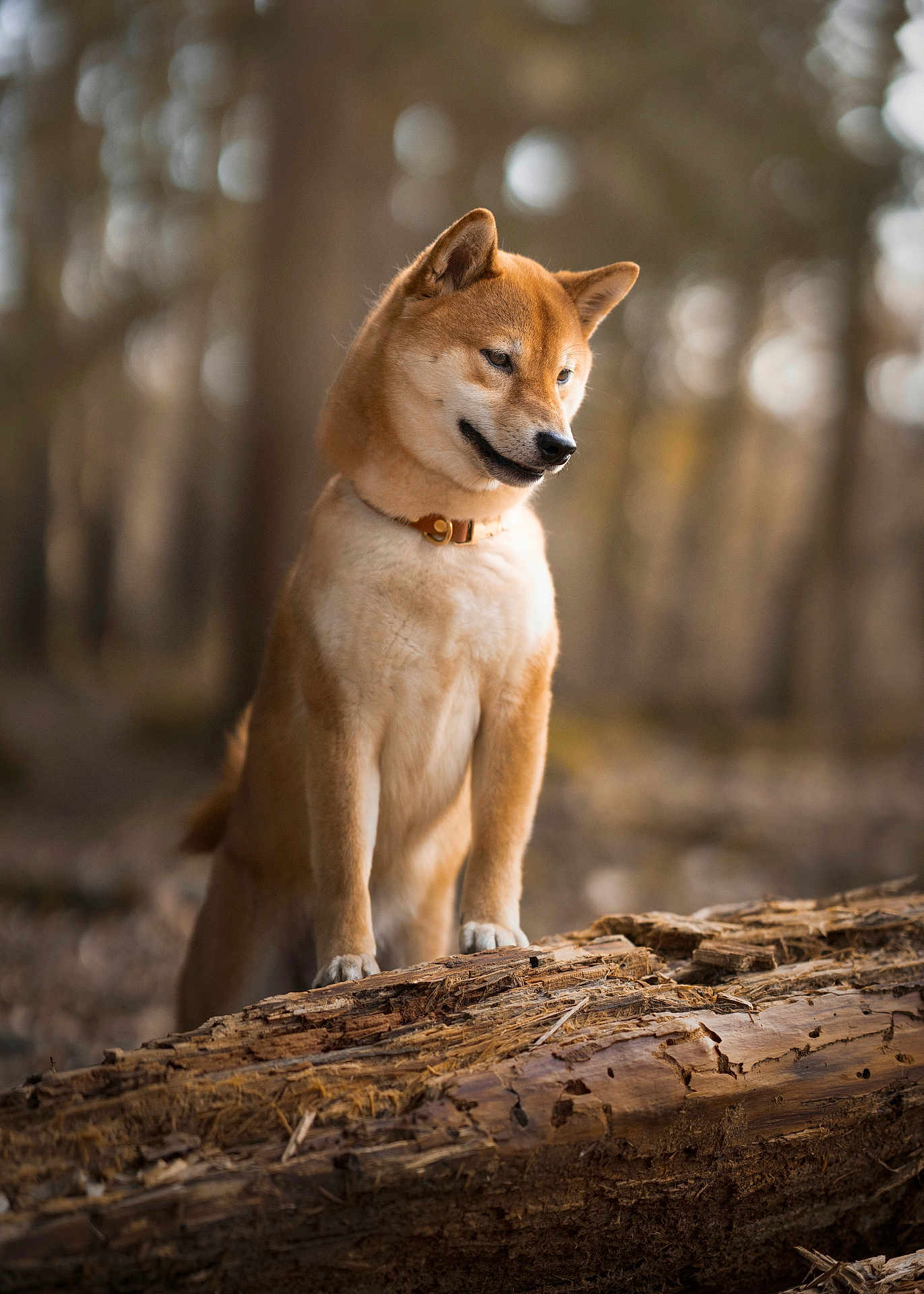 Iyoko a rejoint le concours — aidez-le/la à gagner de superbes lots ! animal, background_blur, bokeh, brown, canine, collar, curious, dog, forest, fur, log, mammal, nature, outdoor, pet, shiba_inu, standing, tree, wildlife, wood