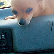 Pistol joined the competition — help win amazing prizes! animal, car, chihuahua, closeup, companion, cute, dashboard, dog, domestic_animal, ears, fur, indoor, light, pet, relaxing, resting, small_dog, snout, vehicle, window