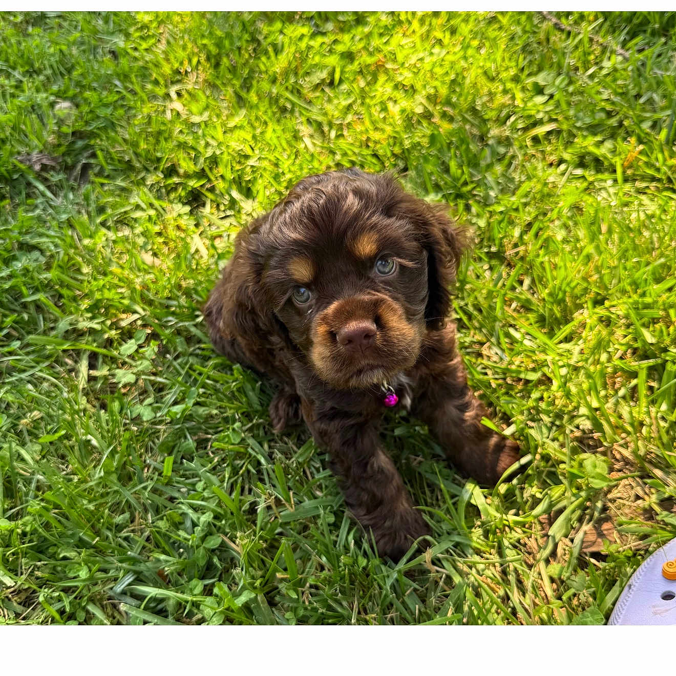 Rocky is registered to the contest to win money with this photo: adorable, animal, brown_fur, collar, cute, dog, fluffy, grass, greenery, looking_up, nature, outdoor, pet, playful, puppy, small, soft_fur, summer, sunlight, young