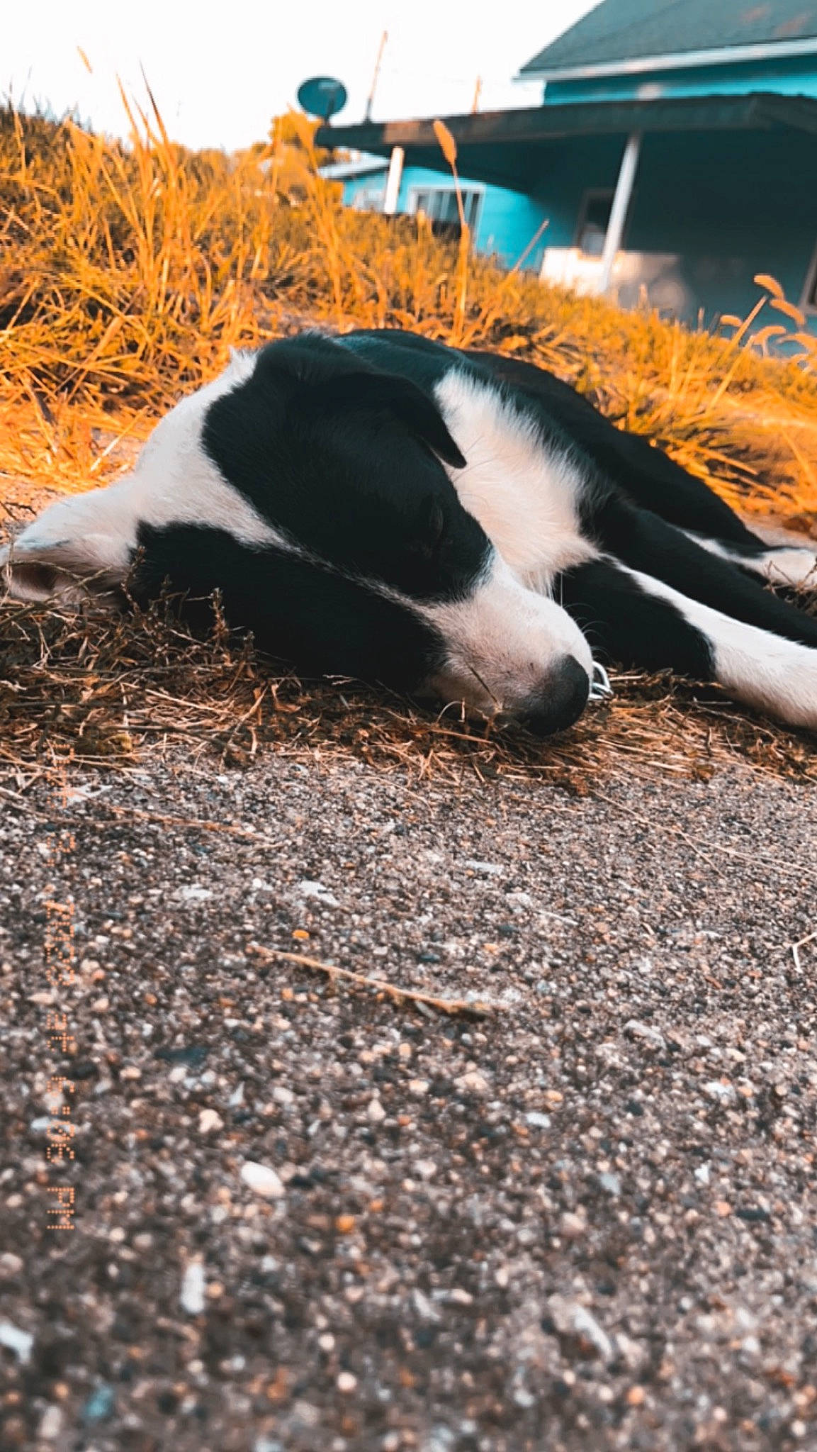 King joined the competition — help win amazing prizes! canidae, carnivore, companion_dog, dog, dog_breed, fur, grass, herding_dog, landscape, paw, plant, road_surface, shadow, sky, soil, sporting_group, tail, terrestrial_animal, whiskers, working_dog