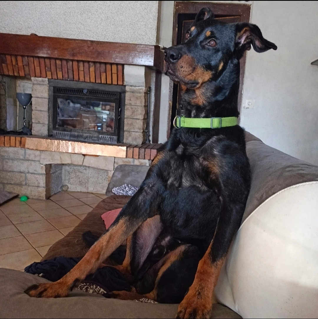 Max a rejoint le concours — aidez-le/la à gagner de superbes lots ! dog, black_dog, green_collar, couch, living_room, fireplace, stone_fireplace, tiled_floor, pet, animal, indoors, sitting, looking_away, furniture, home, domestic_animal, relaxed, large_dog, canine, companion